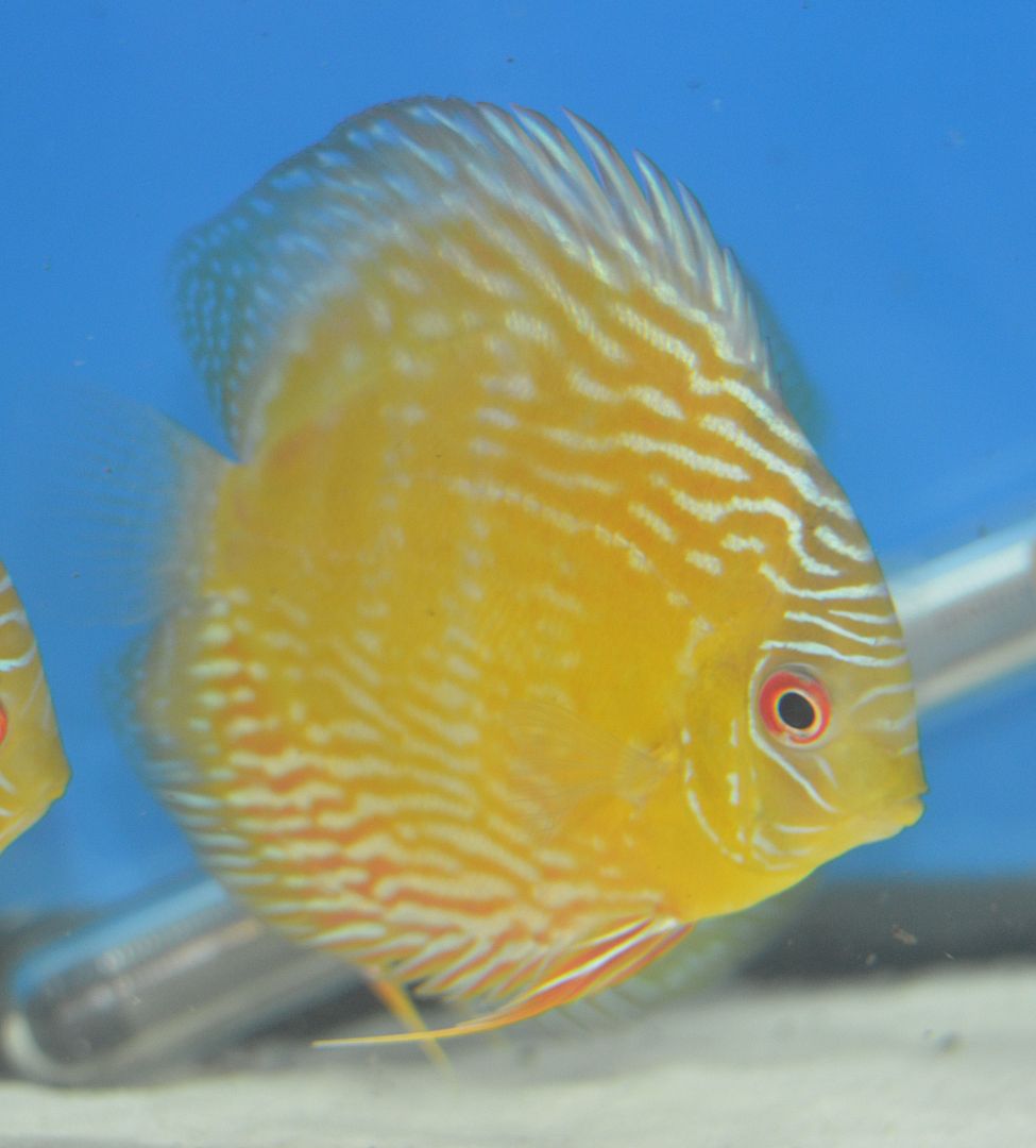 Your Oldest Discus pics, then and now. SimplyDiscus